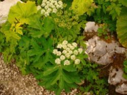 2013-08-18_Regina-F-Rau_Schachen_Blumen  (065).JPG